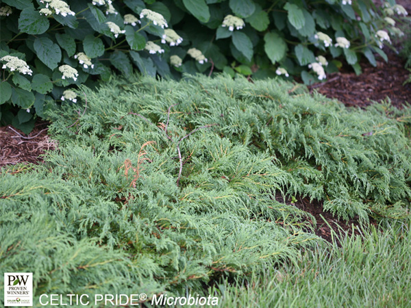 Celtic Pride Cypress - Container