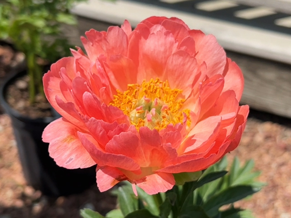 Coral Sunset Peony - Container