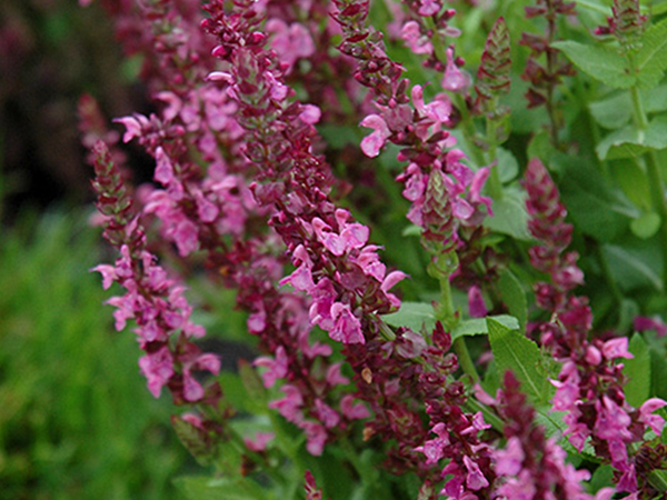 Sensation Deep Rose Sage - Container