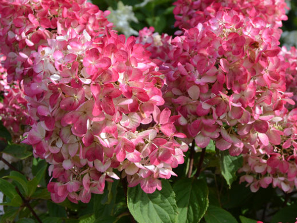 Diamond Rouge Hydrangea