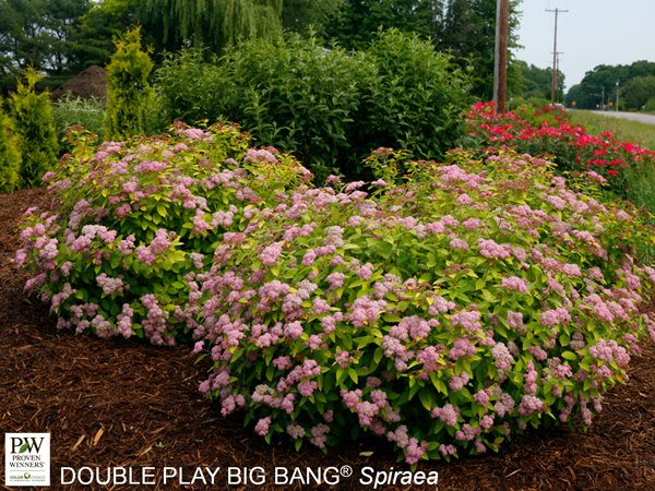 Double Play® Big Bang Spirea - Container