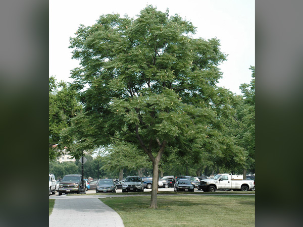 Espresso Coffee Tree