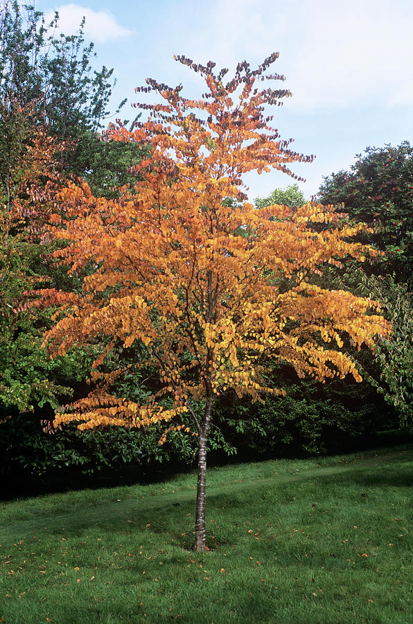 Katsura Tree - Container