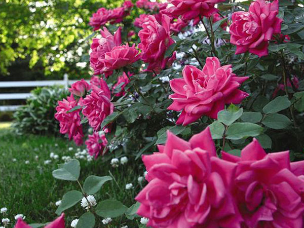 KnockOut ® Rose Double Pink - Container