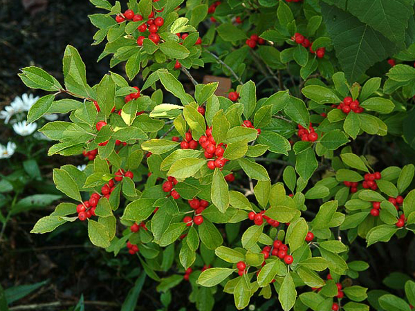 Red Sprite Winterberry