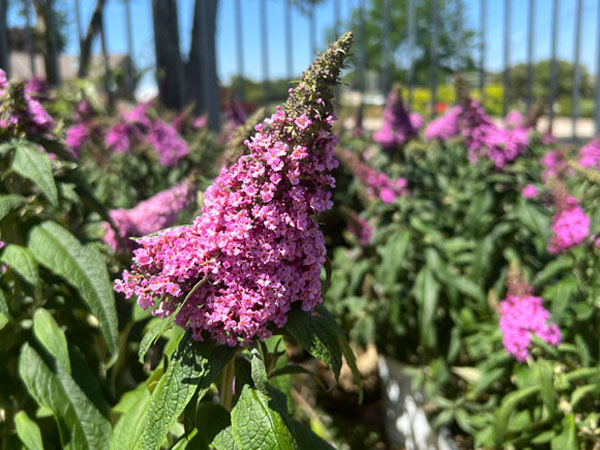 Pugster Pink® Butterfly Bush - Container