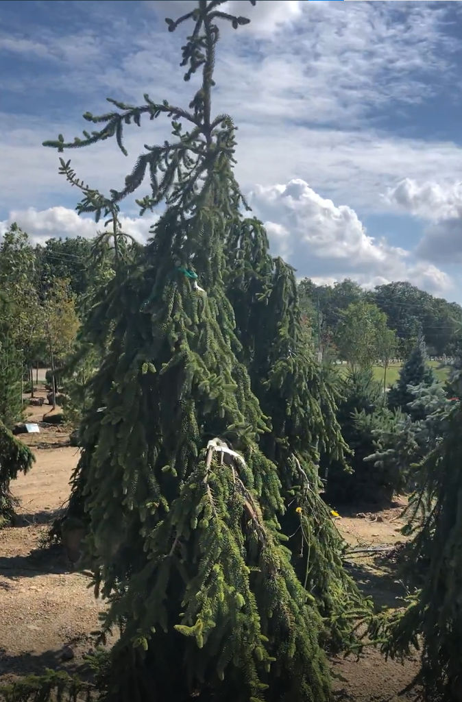 Weeping Black Hills Spruce