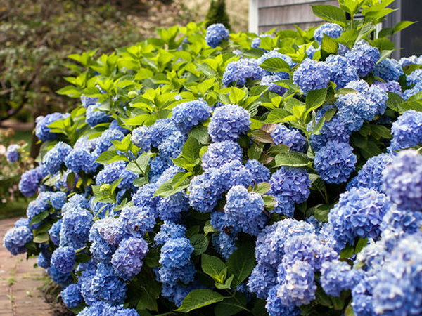 Endless Summer® Hydrangea - Container