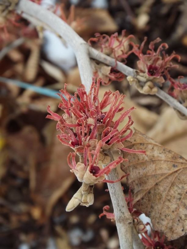 Autumn Joy Witchhazel - Container