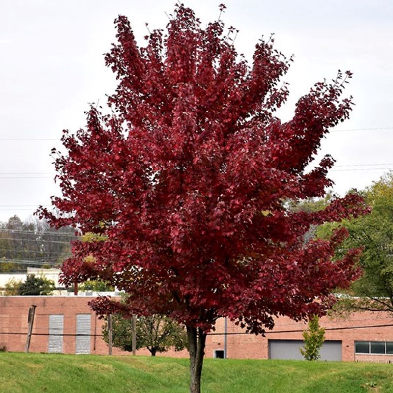 Burgundy Belle Maple - Container