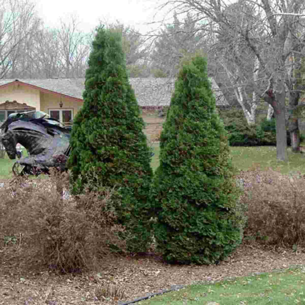 Holmstrup Arborvitae