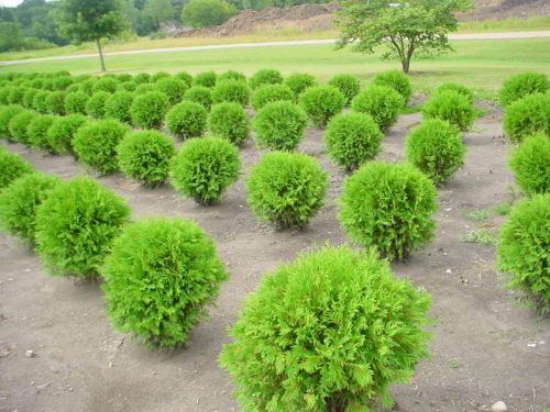 Woodward Globe Arborvitae