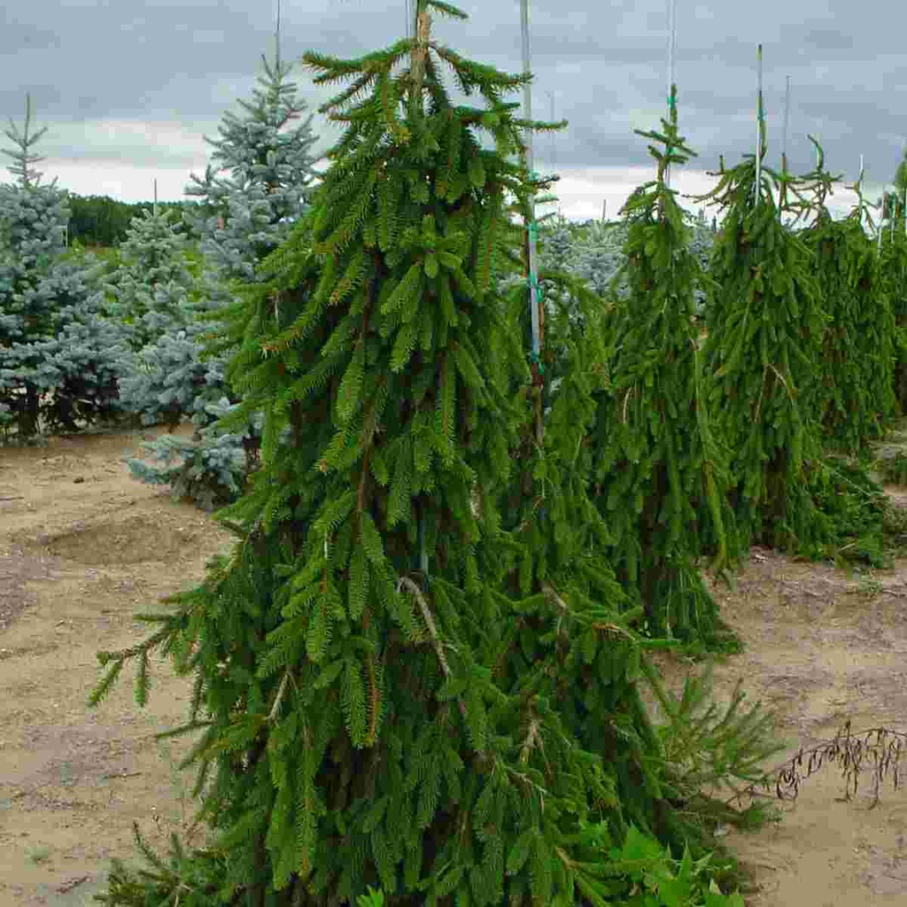 Weeping Norway Spruce