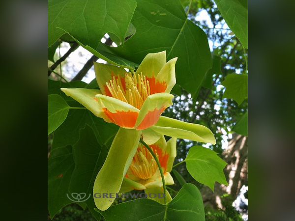 Tulip Tree