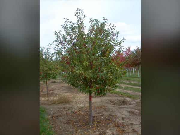 Red Jewel Crabapple