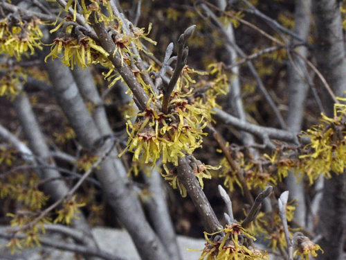 Vernal - Ozark Witchhazel