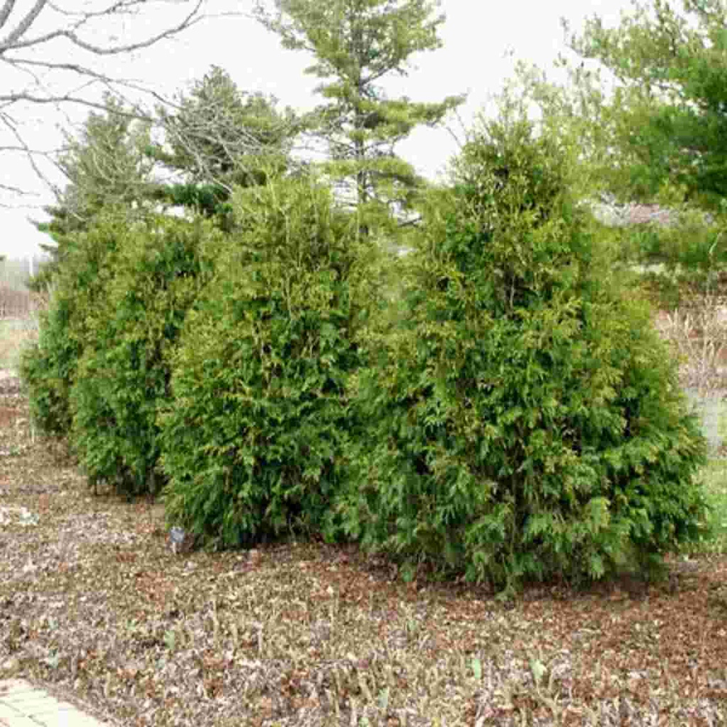 Techny Arborvitae