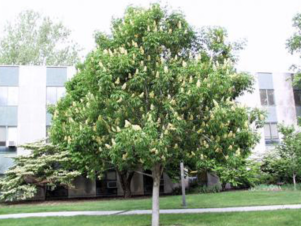 Ohio Buckeye