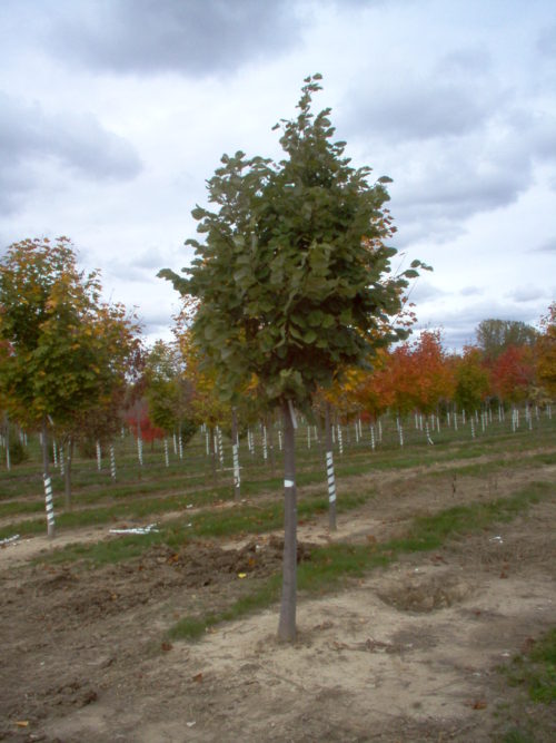 Sterling Silver Linden