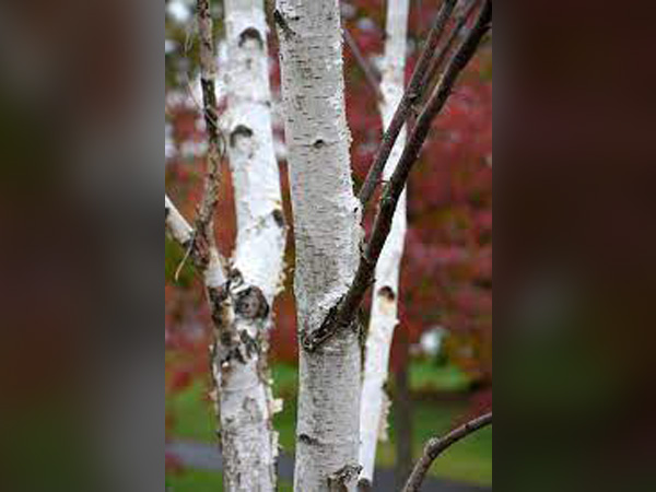 White Satin Birch