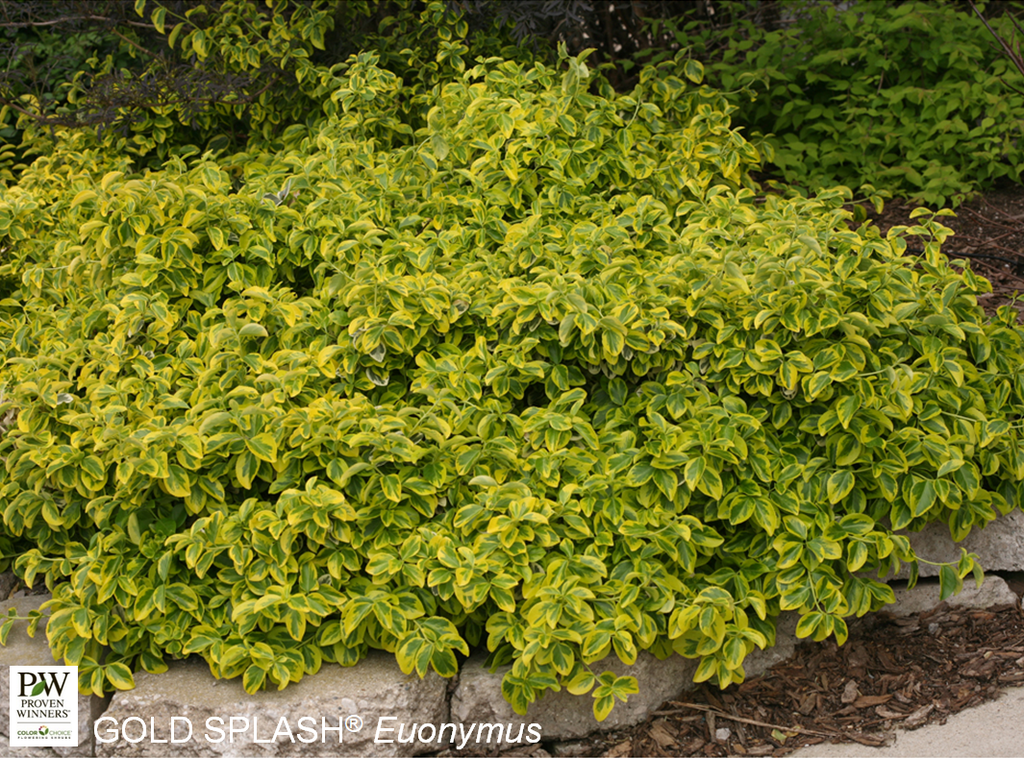 Gold Splash Euonymus - Container