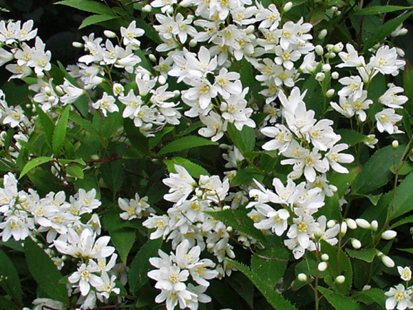 Nikko Deutzia - Container