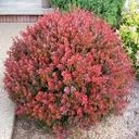 Crimson Pygmy Barberry - Container