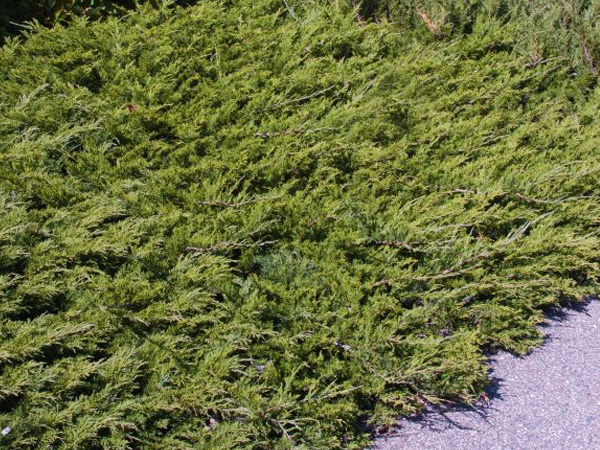 Buffalo Juniper - Container