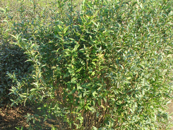 Cheyenne European Privet - Container