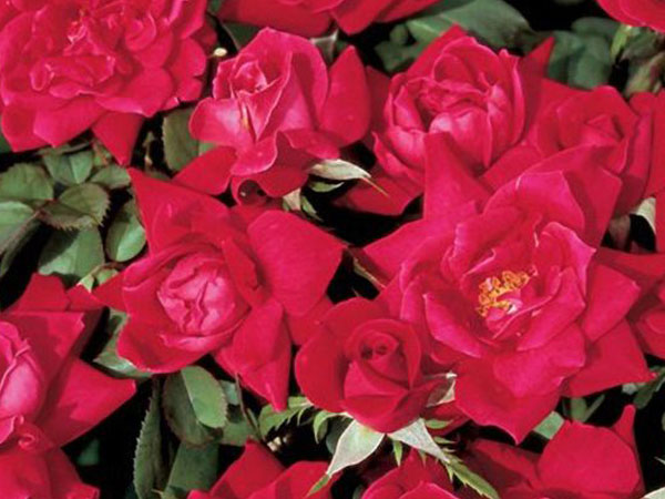 Knock Out® Rose Double Red - Container