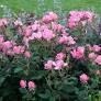 Knock Out® Rose Pink - Container