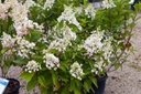 Pink Diamond Hydrangea - Container