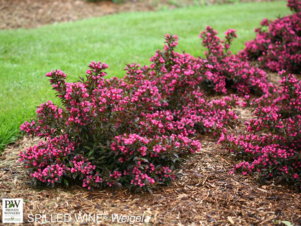 Spilled Wine® Weigela - Container