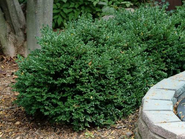 Green Velvet Boxwood - Container