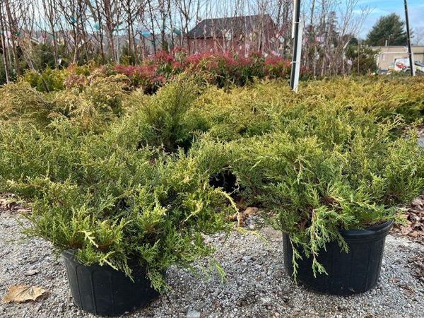 Old Gold Juniper - Container