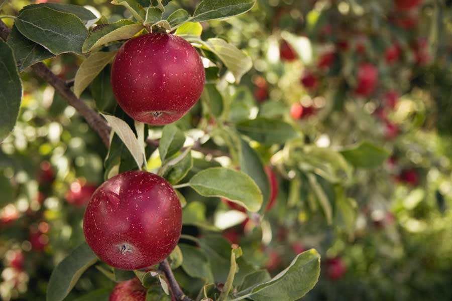 Red Delicious Apple