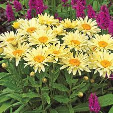 Banana Cream Shasta Daisy - Container