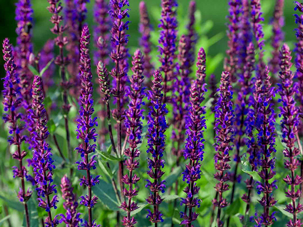 Caradonna Sage - Container