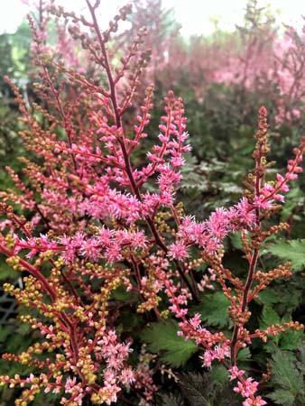 Delft Lace Astilbe - Container