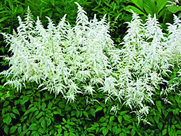 Deutschland Astilbe