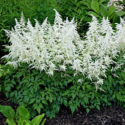 Deutschland Astilbe