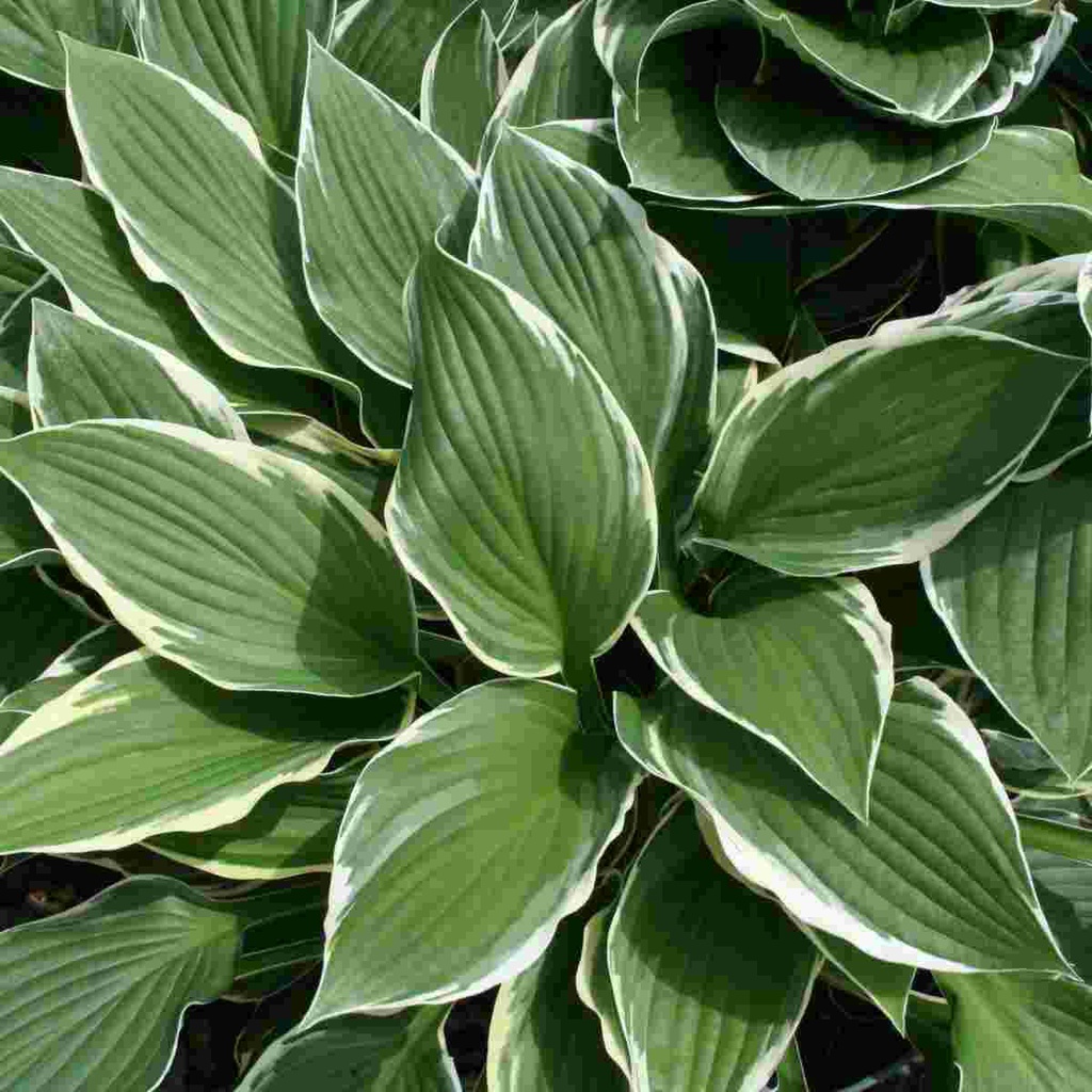 Francee Hosta - Container