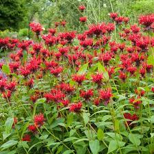 Jacob Cline Bee Balm - Container