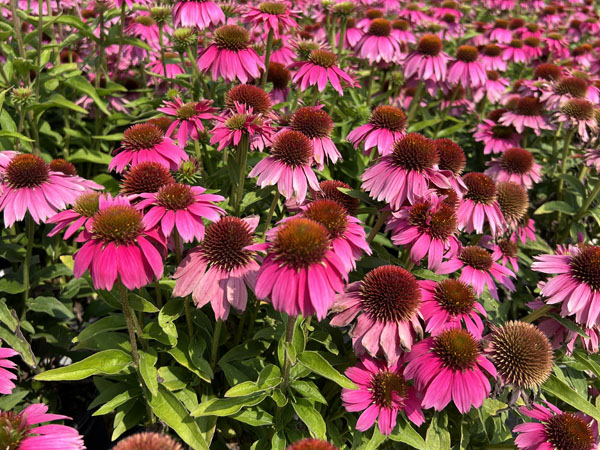 Kim's Knee High Coneflower - Container