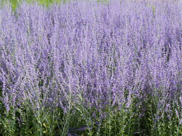 Little Spire Russian Sage - Container