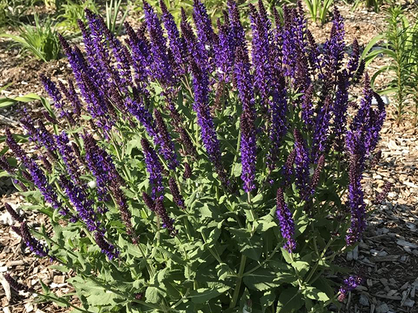 Lyrical Blues Meadow Sage - Container