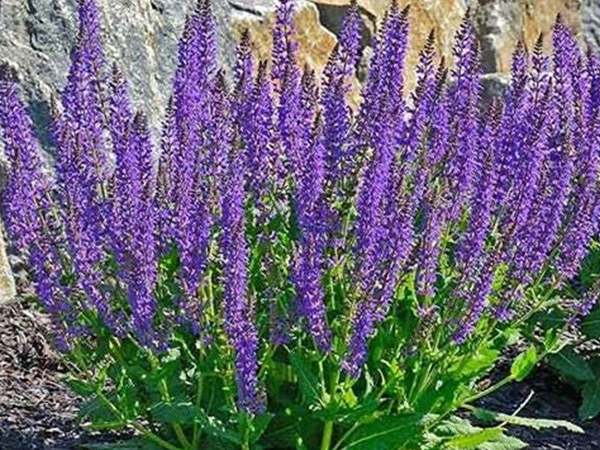 May Night Meadow Sage