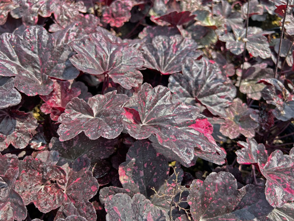 Midnight Rose ® Coralbells - Container