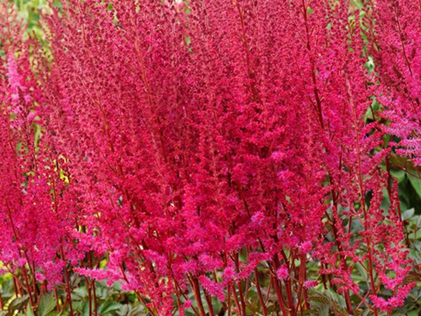 Mighty Chocolate Cherry Astilbe