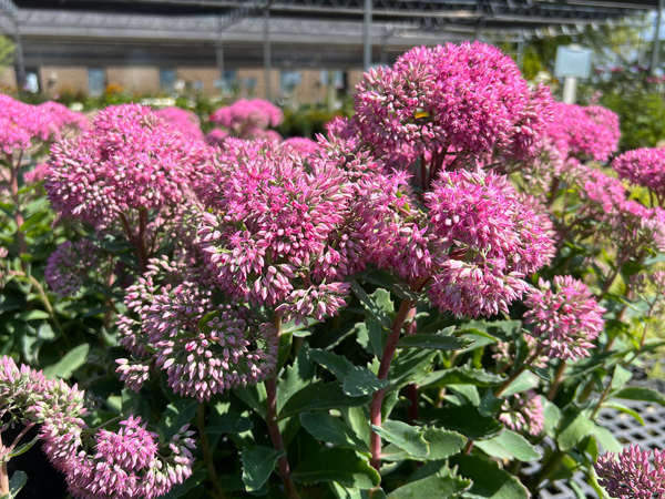 Mr. Goodbud Sedum - Container